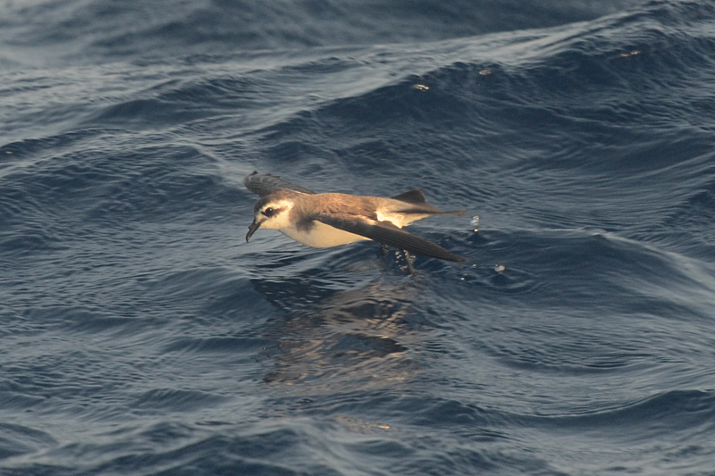 White-faced Storm Petrel Pelagodroma marina