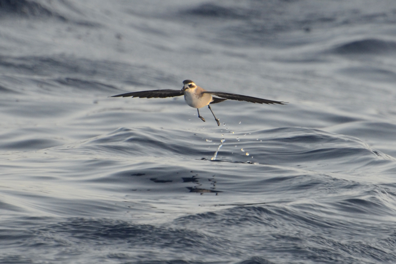 White-faced Petrel Storm Petrel Pelagodroma marina