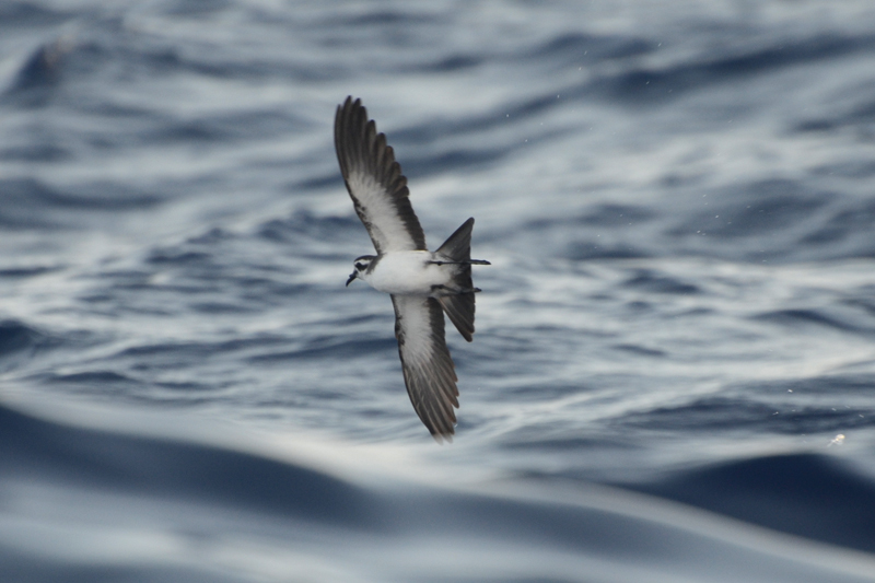 White-faced Petrel Storm Petrel Pelagodroma marina