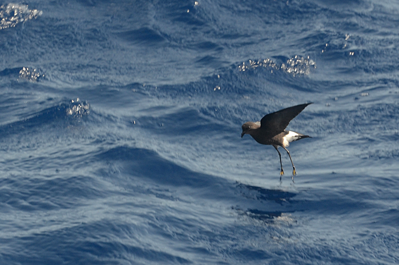 Wilson's Storm Petrel Oceanites oceanicus