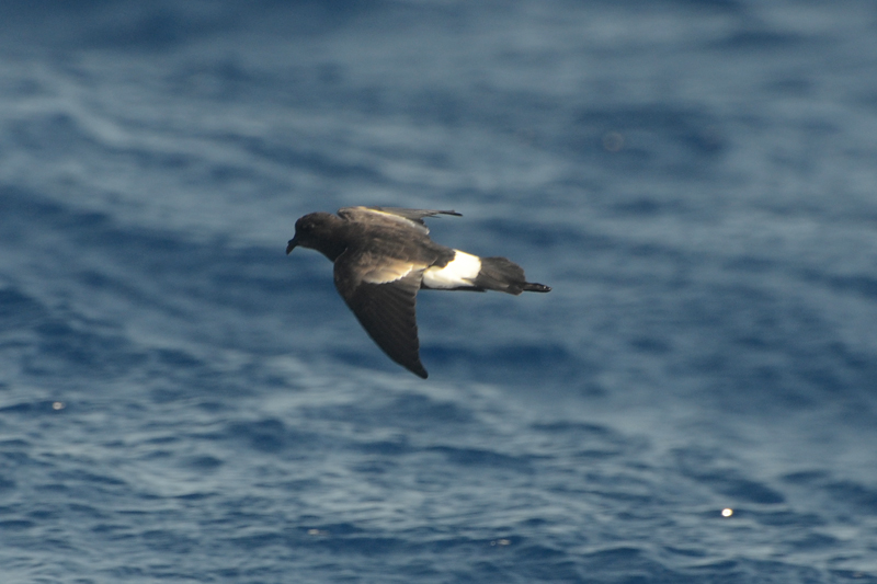 Wilson's Storm Petrel Oceanites oceanicus