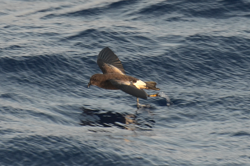 Wilson's Storm Petrel Oceanites oceanicus