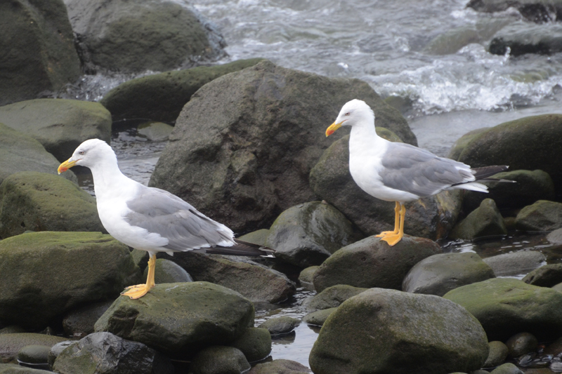 Yellow-legged Gull Larus michahellis 