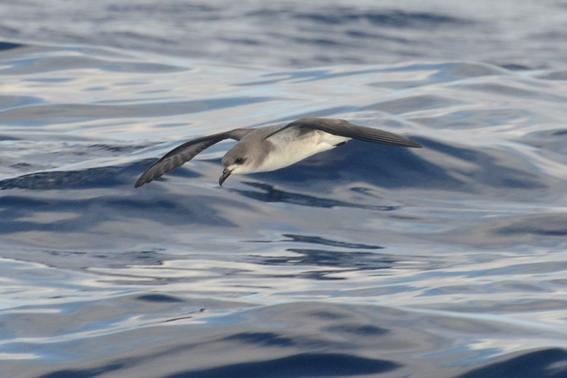 Zino's Petrel Pterodroma madeira 