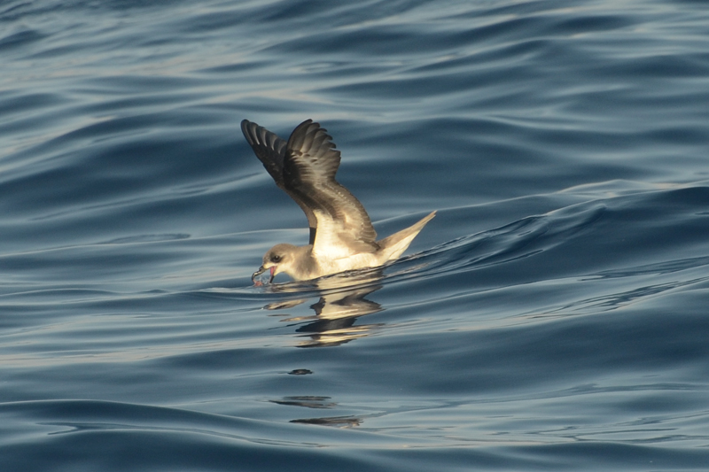 Zino's Petrel Pterodroma madeira 