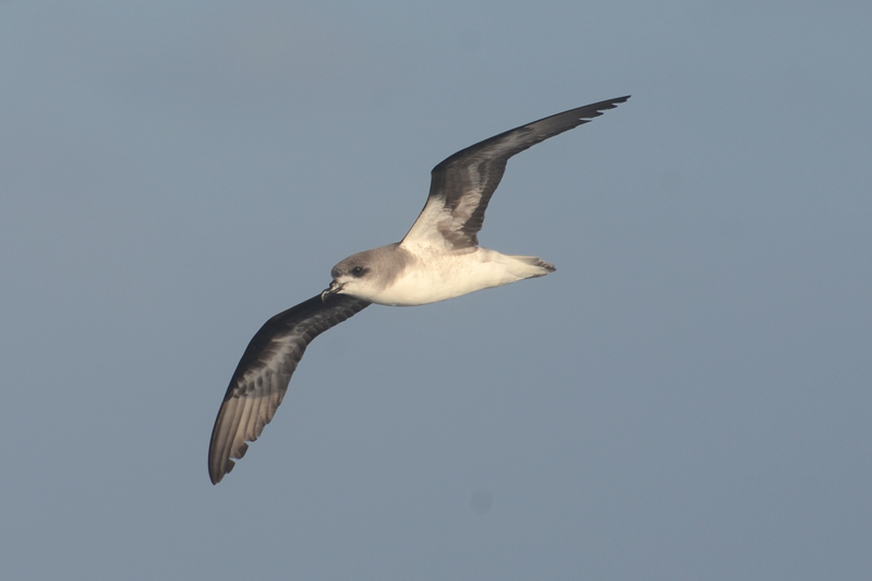 Zino's Petrel Pterodroma madeira 