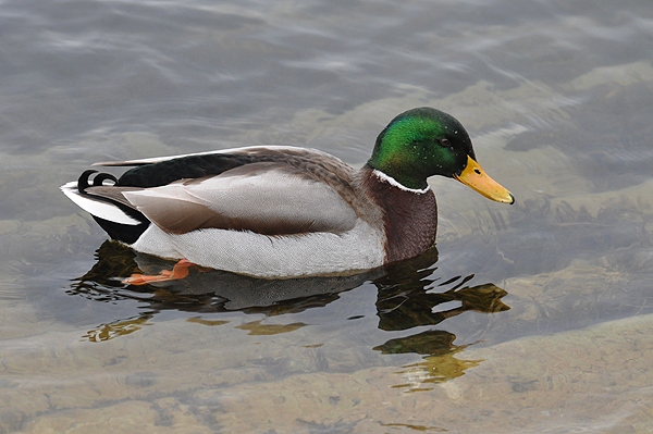 Mallard