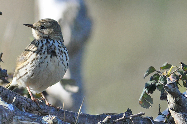 Meadow Pipit