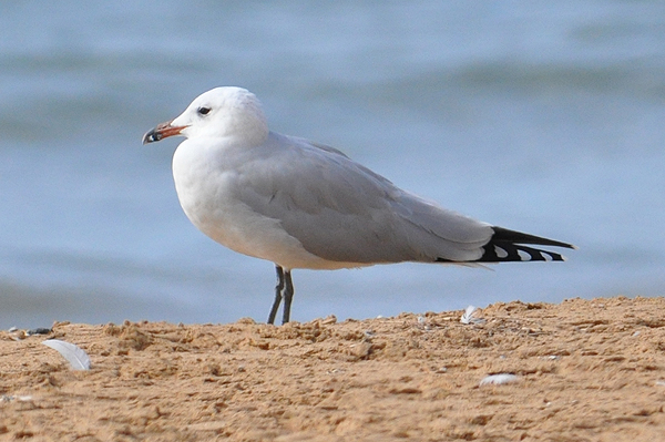 Audouin's Gull