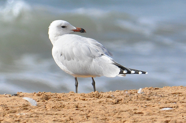 Audouin's Gull