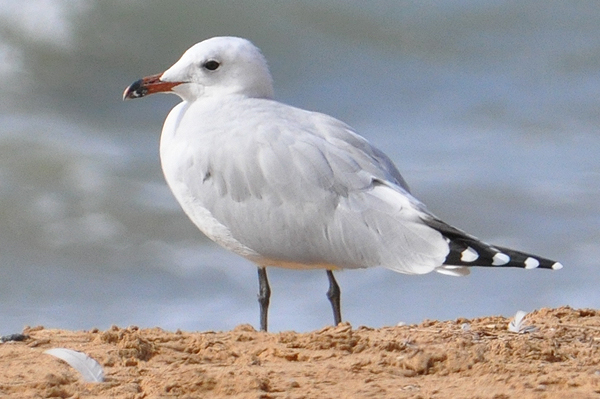 Audouin's Gull