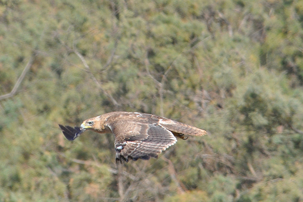 Bonelli's Eagle