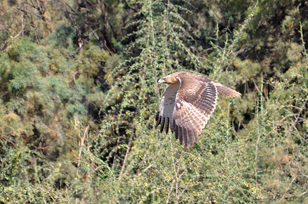 Bonelli's Eagle