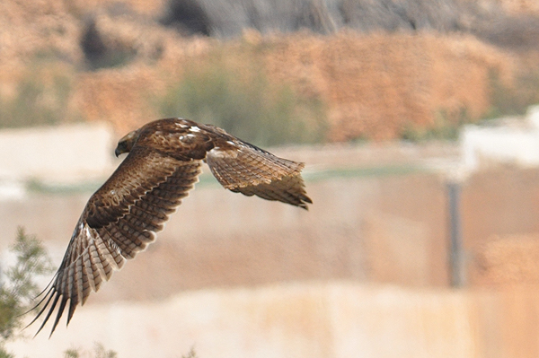 Bonelli's Eagle