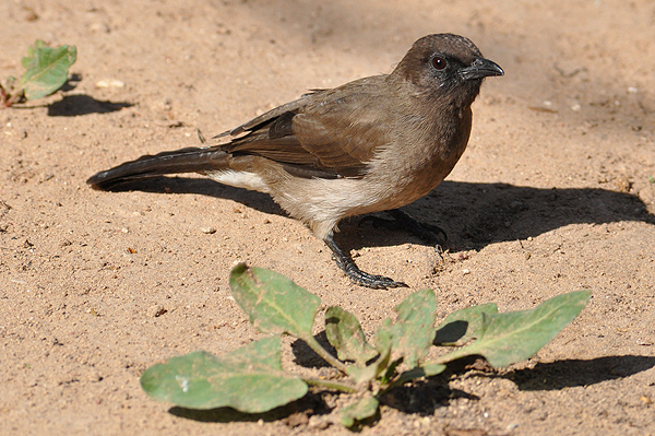 Common Bulbul