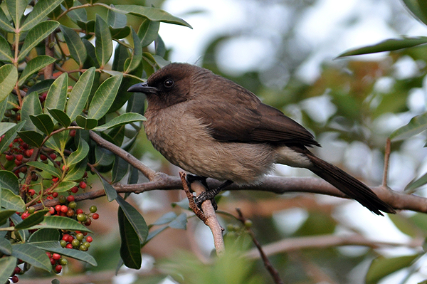 Common Bulbul