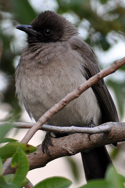 Common Bulbul