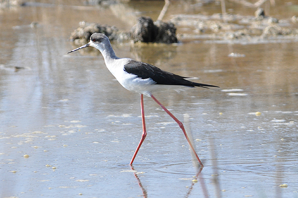 Black-winged Stilt