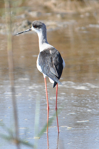 Black-winged Stilt