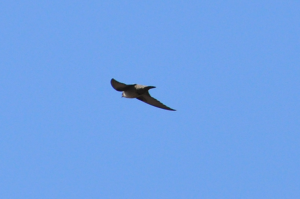 Crag Martin