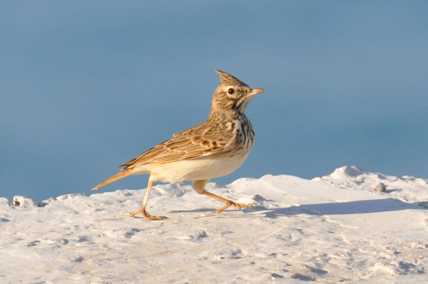 Thekla Lark