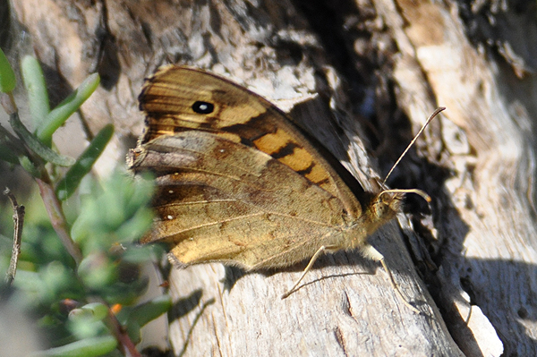 Speckled Wood pararge aegeria