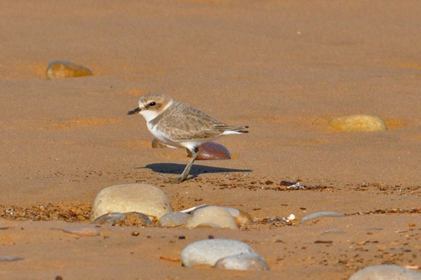 Kentish Plover