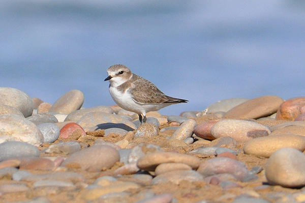 Kentish Plover