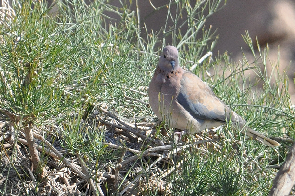 laughing dove