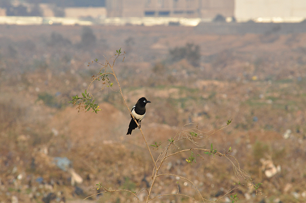 moroccon magpie