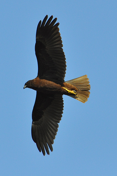 Marsh Harrier