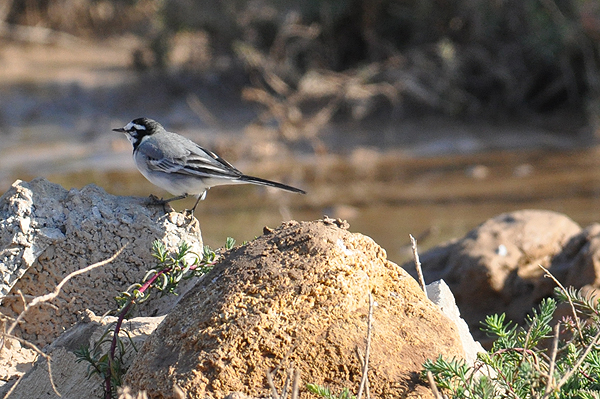 Moroccon Wagtail