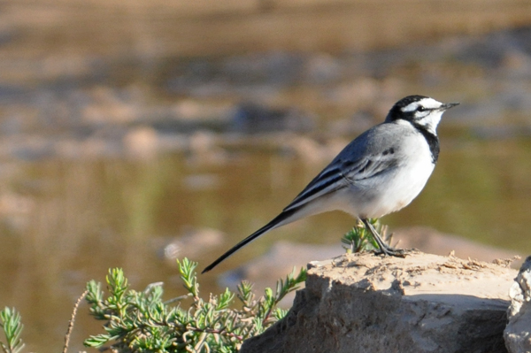 Moroccon Wagtail