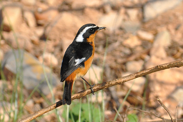 Moussier's Redstart