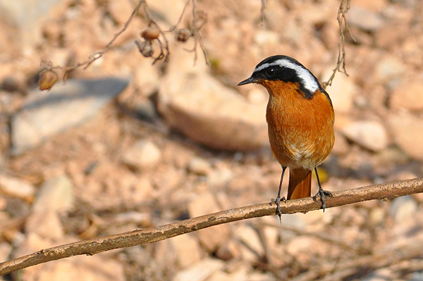 Moussier's Redstart