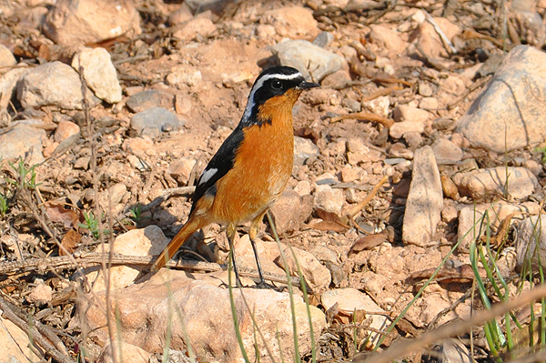 Moussier's Redstart