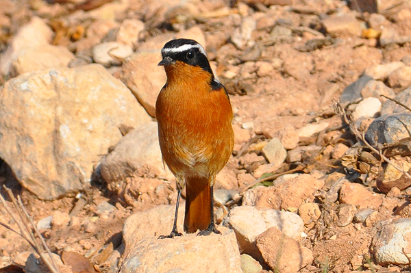 Moussier's Redstart