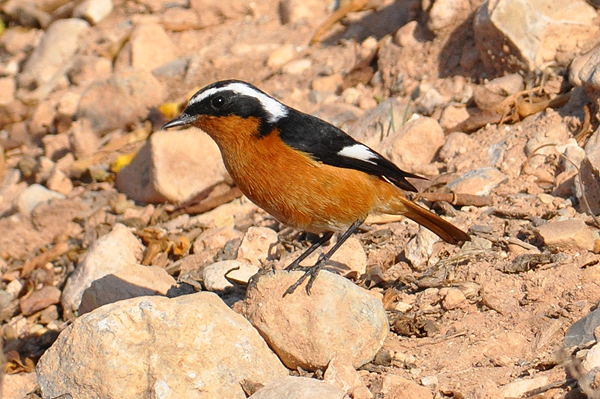 Moussier's Redstart