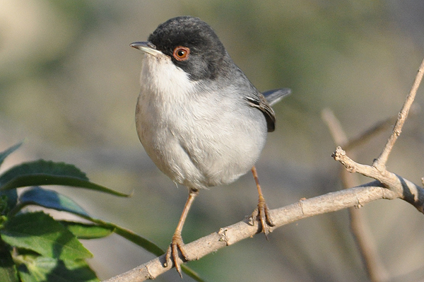 Sardinian Warbler