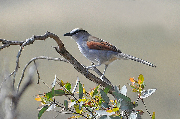 black-crowned tchagra