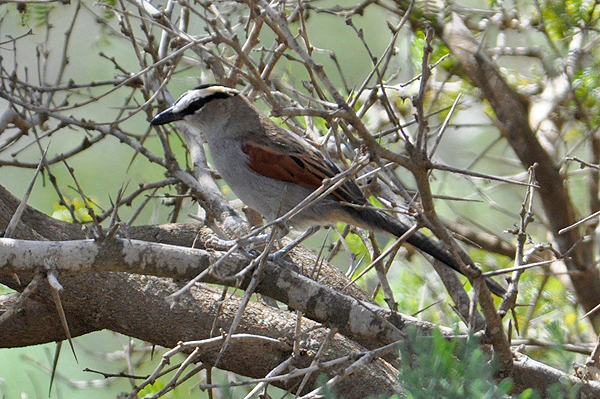 black-crowned tchagra