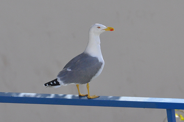 Yellow-legged Gull