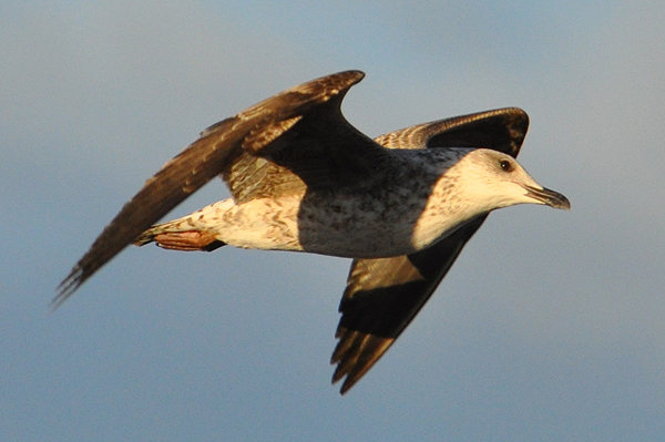 Yellow-legged Gull