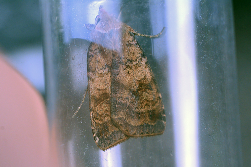 Barred Chestnut