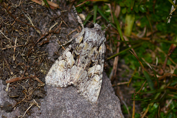 Beautiful Brocade