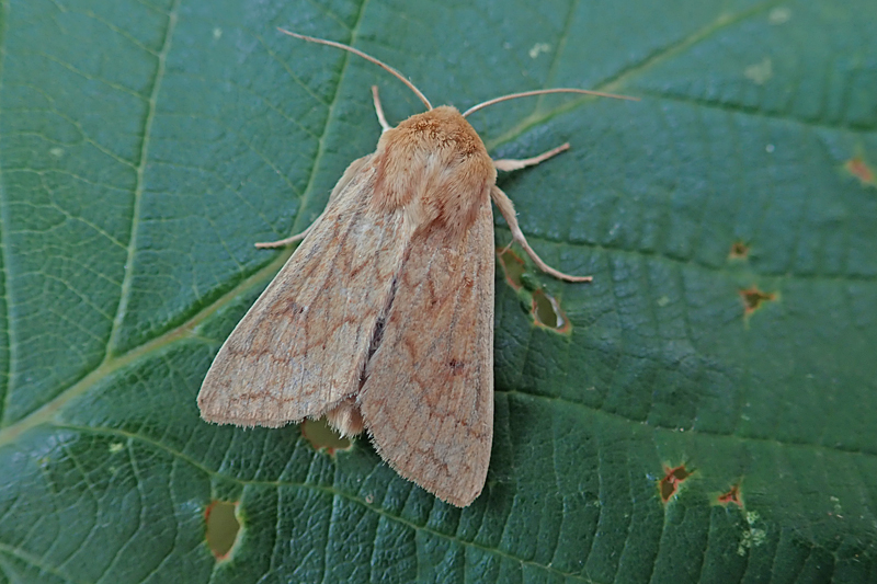 The Delicate Mythimna vitellina 