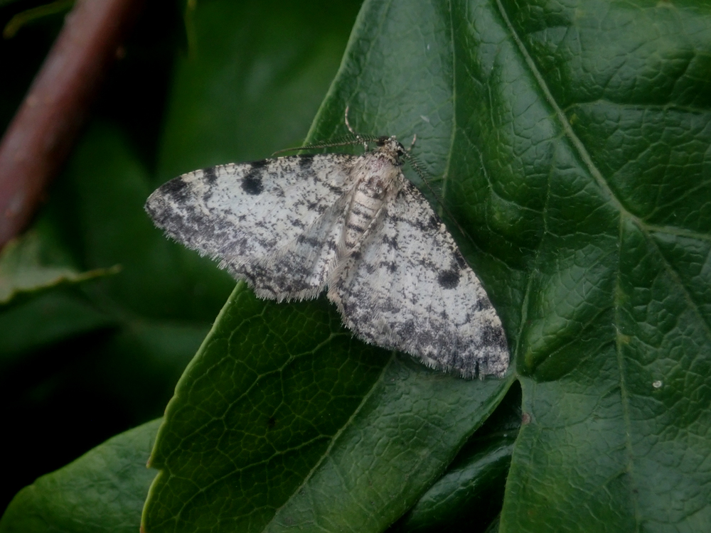 Dotted Carpet Moth