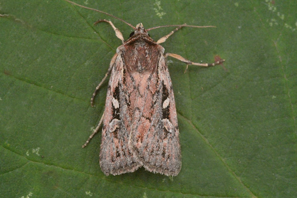 Heath Rustic