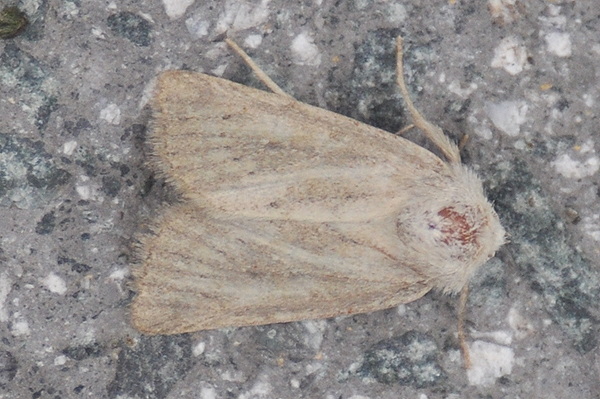 Mere Wainscot