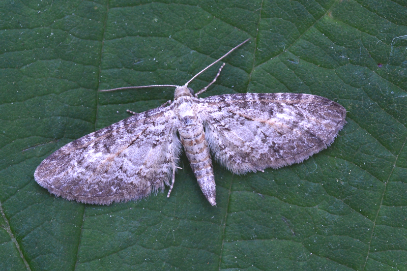 Shaded Pug Eupithecia subumbrata 